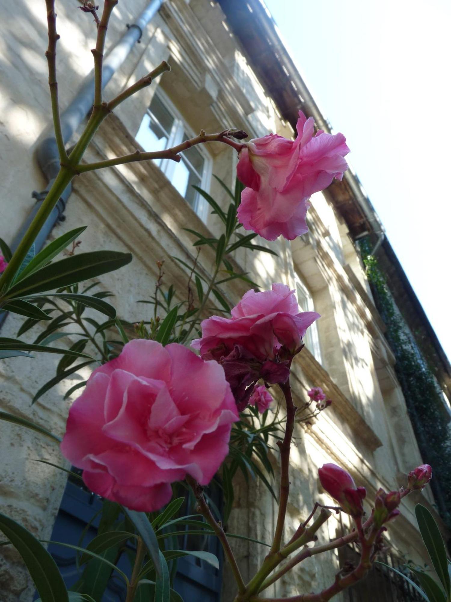 Le Limas Bed & Breakfast Avignon Bagian luar foto